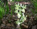Orchis provincialis